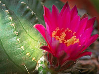 Echinocereus pulchellus